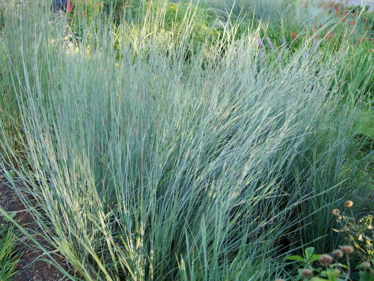 Native Grasses - Atlas Turf International