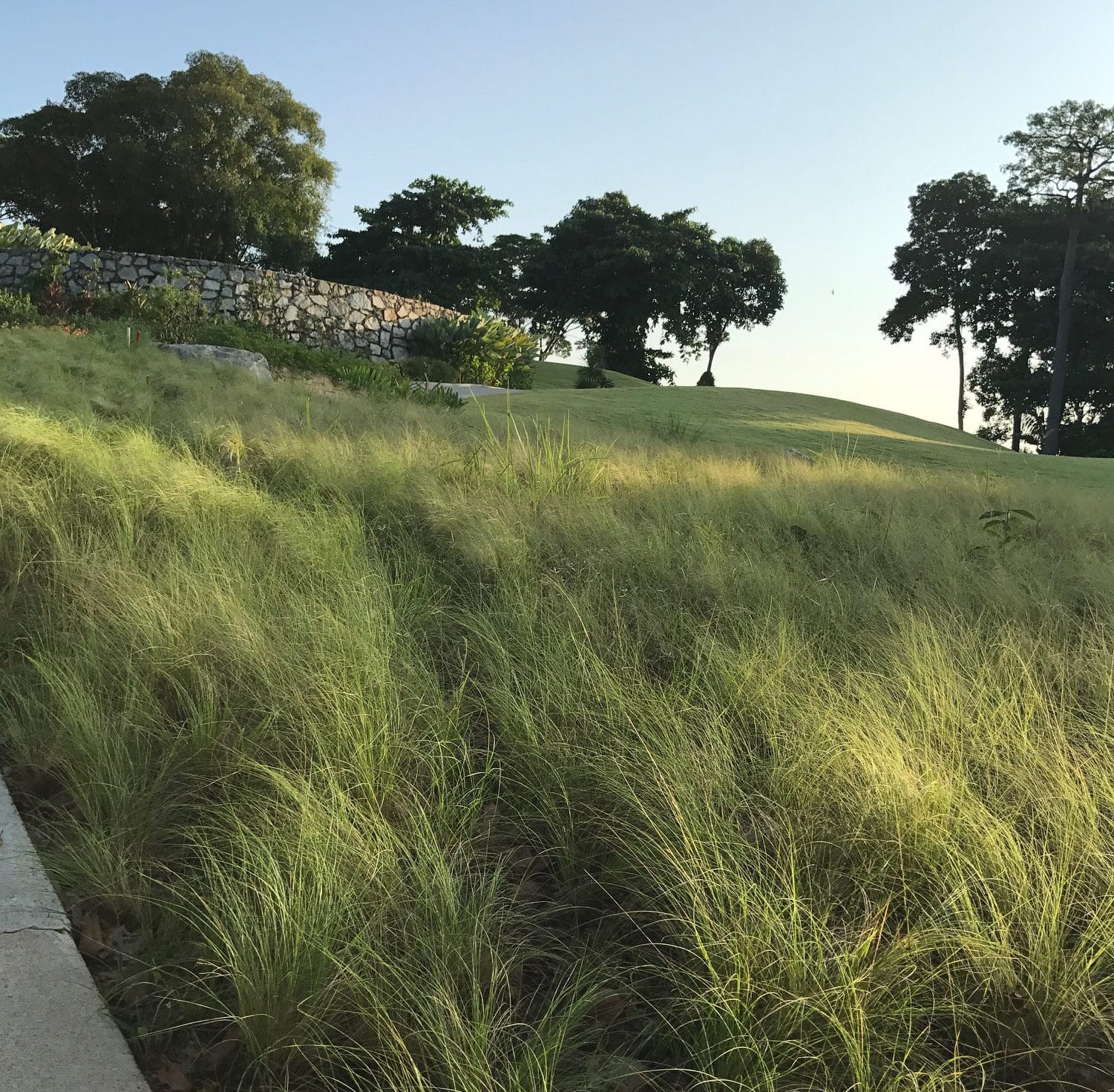 Why every golf and landscape project should include native grasses