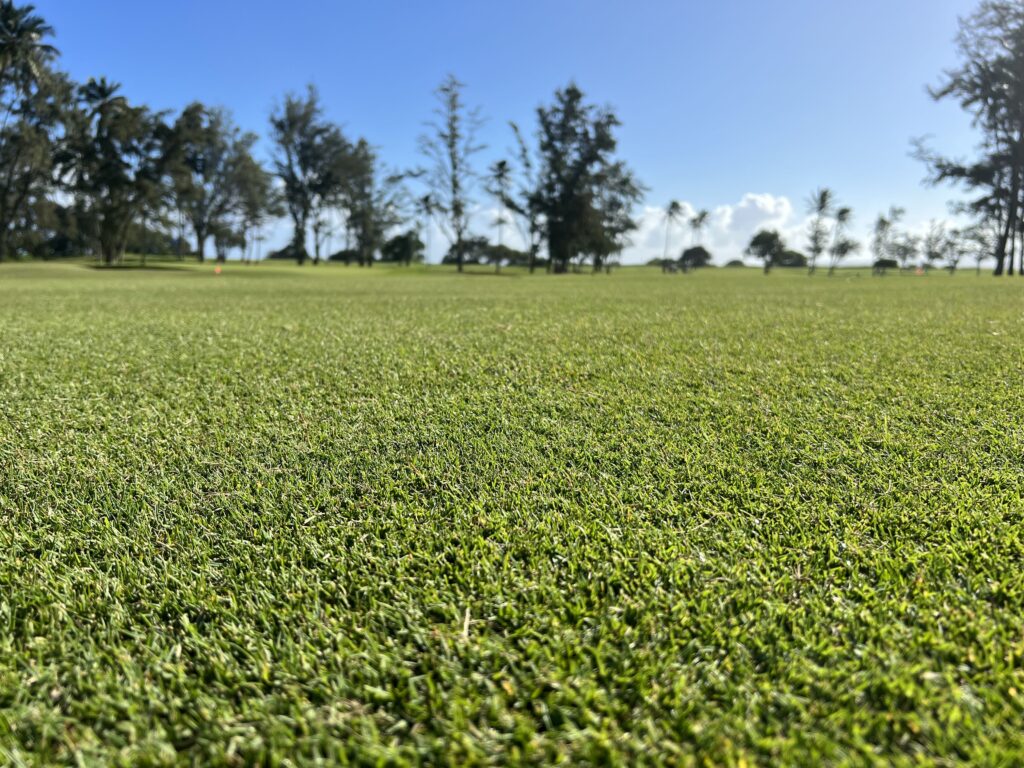 pure dynasty with ACCe seeded paspalum herbicide-resistant