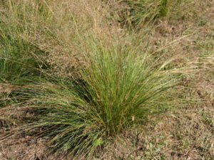 Native Grasses - Atlas Turf International