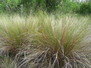 Native Grasses - Atlas Turf International